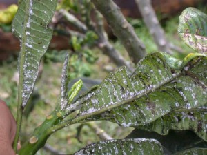 papaya-mealybug-on-plumeria-leaves