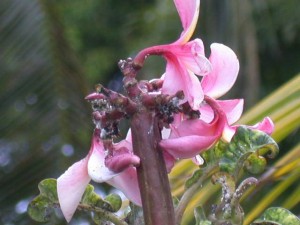 plumeria-flowers-affected-by-papaya-mealybug