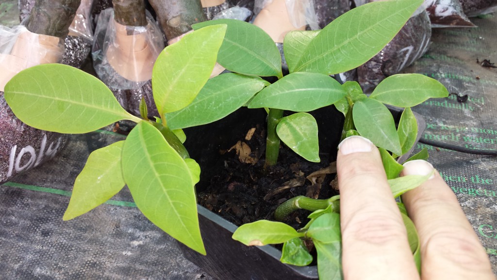Young plumeria plants showing a mix of pale and green leaves