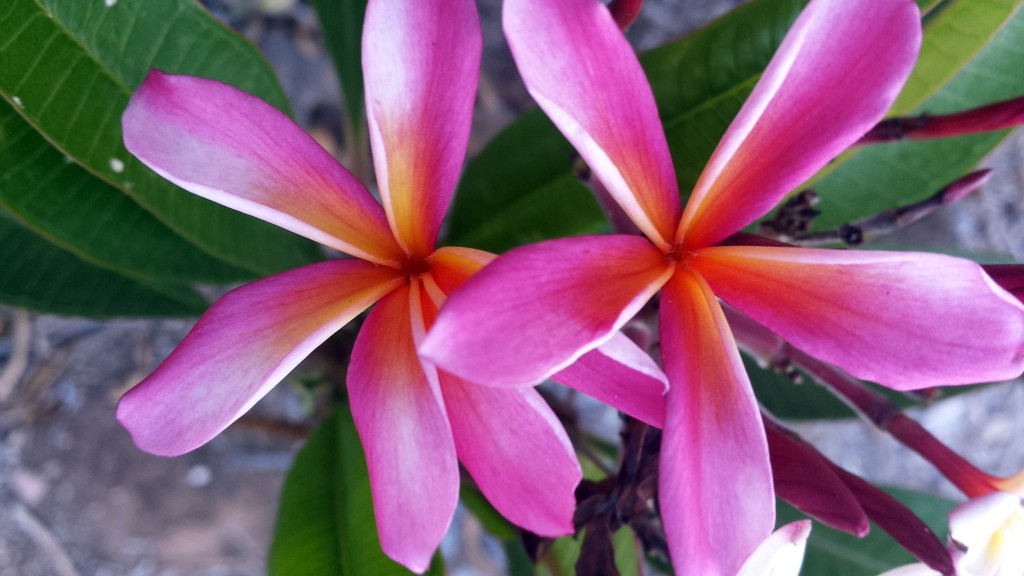 Pink plumeria flowers photographed from above with leaves visible