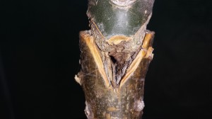Here is one side view of the graft. There is a tunnel through the graft to the other side.