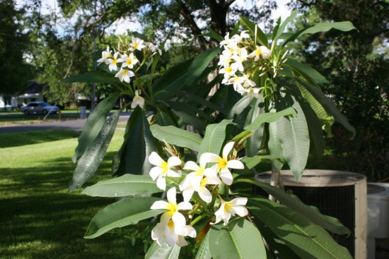 First Plumeria purchased in 2000