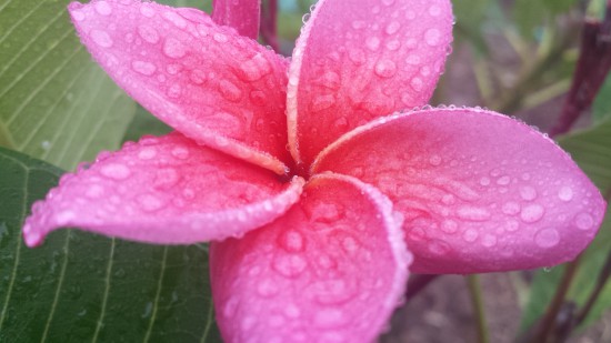 Let it rain! (photo tip) | Plumeria Care