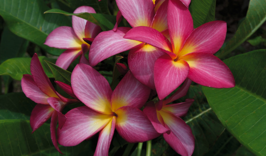 Pink Raspberry Sundae plumeria flowers with yellow centers and green leaves
