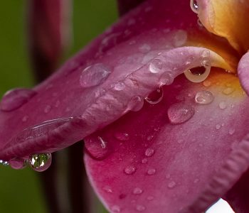 Blowup-plumeria-petal_21A3522