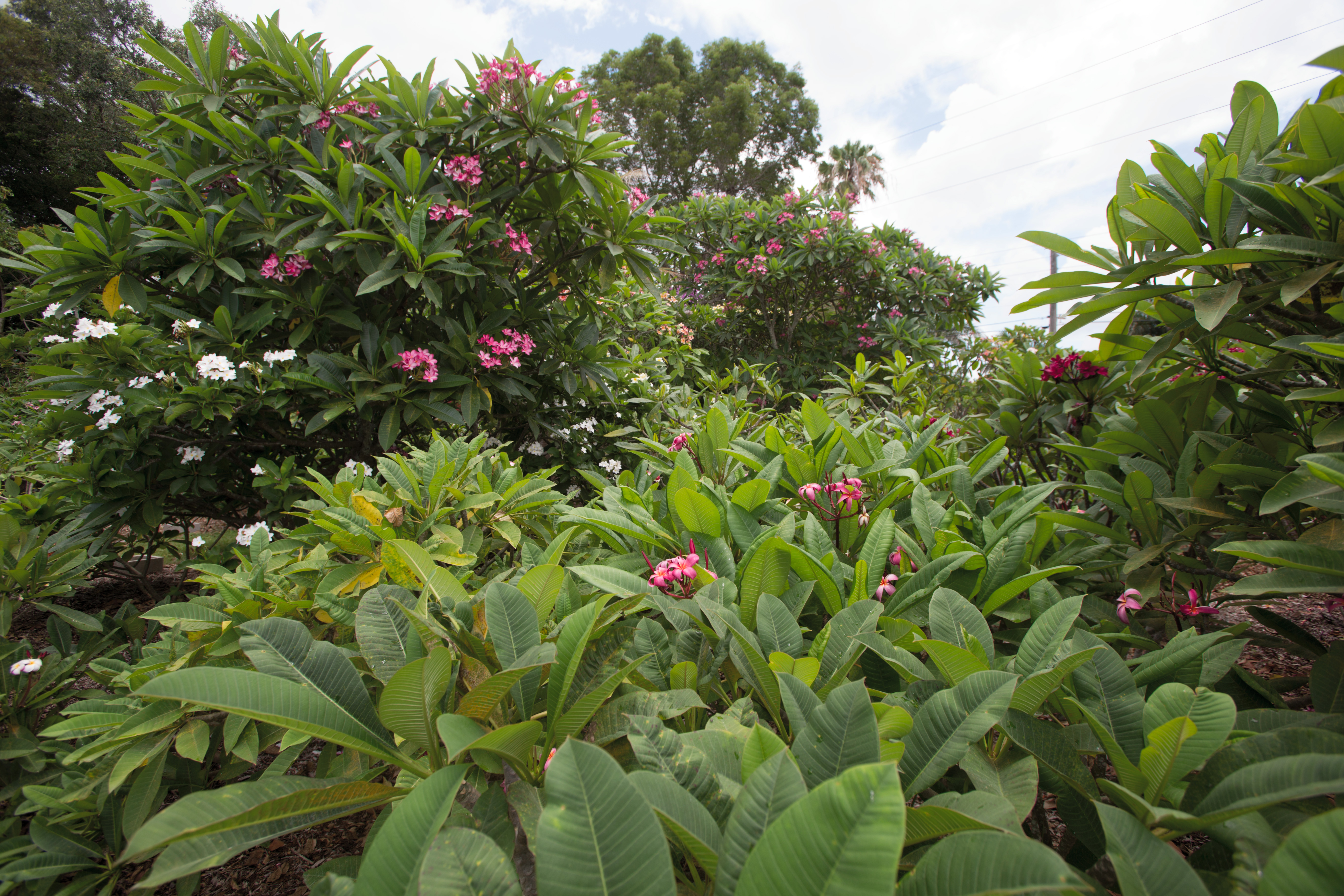 Healthy plumeria plants growing at different stages in an outdoor nursery