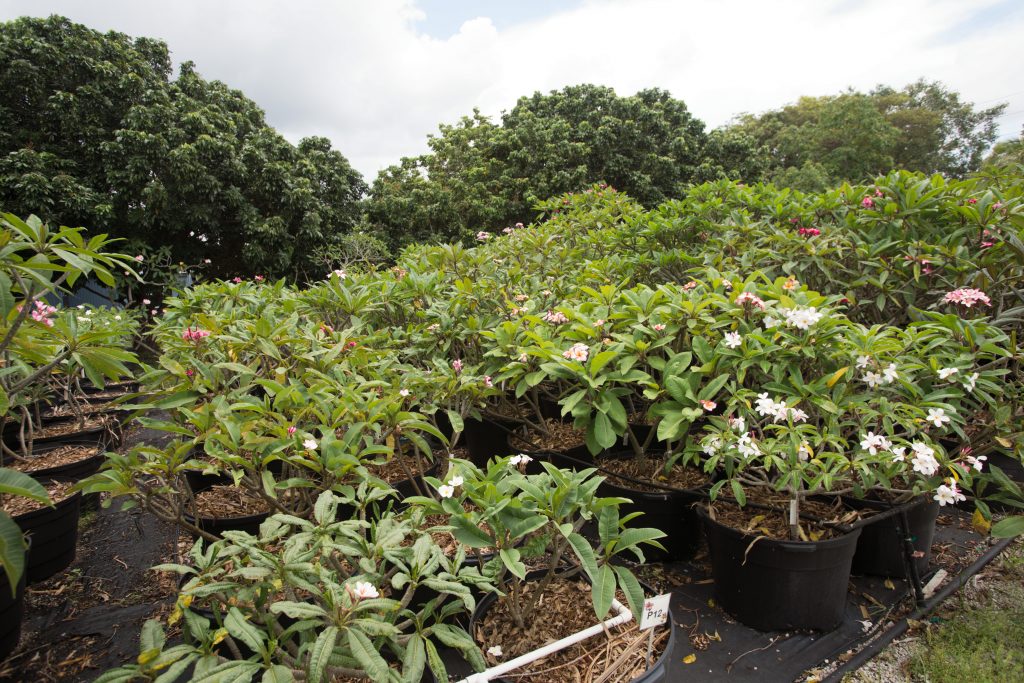 Rows of potted plumeria plants growing outdoors in a nursery