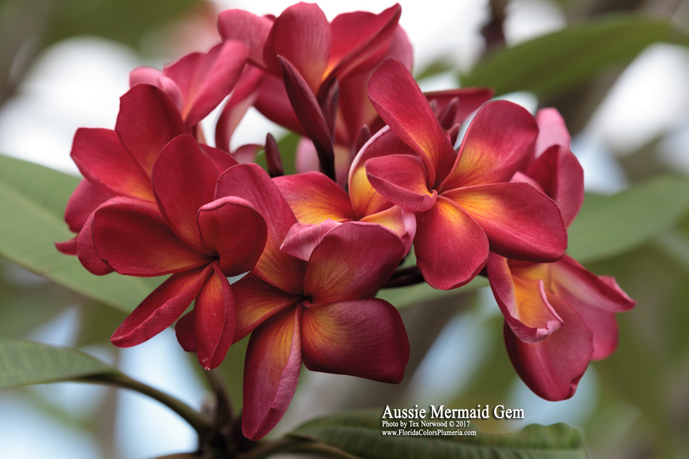 Aussie-Mermaid-Gem_9688 – Plumeria Care